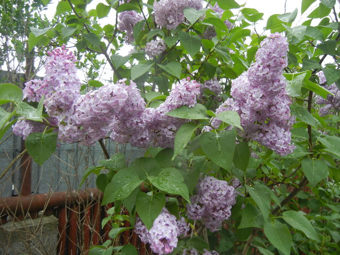 Syringa vulgaris_Lilac (2015, April 29)