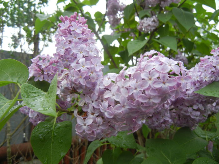 Syringa vulgaris_Lilac (2015, April 29)