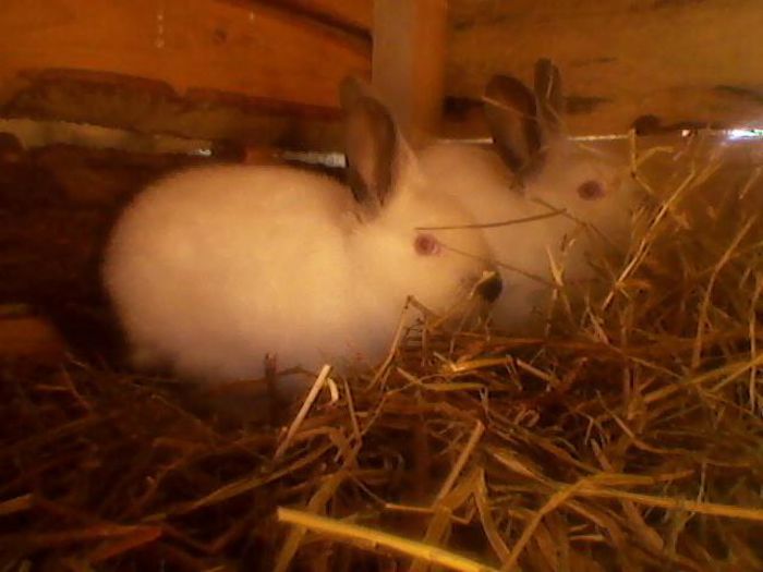 10891842_1057667730925970_3197452772427778142_n