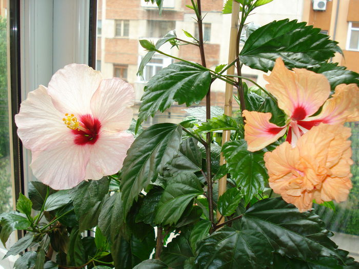 DSC01140 - HIBISCUS 2015