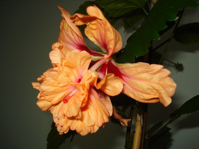 DSC01123 - Hibiscus El Capitolio Orange