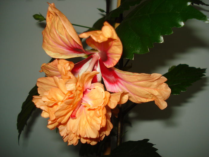 DSC01124 - Hibiscus El Capitolio Orange
