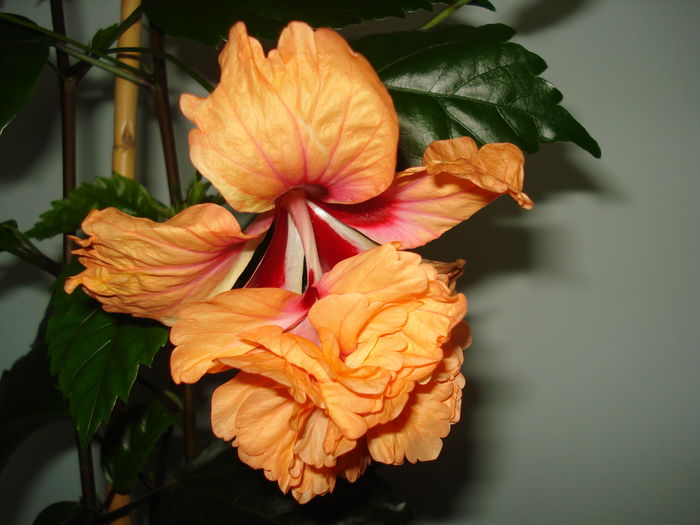 DSC01125 - Hibiscus El Capitolio Orange