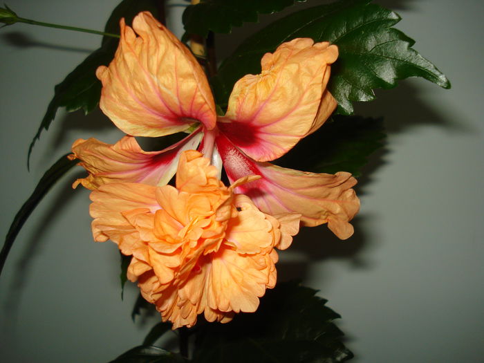 DSC01130 - Hibiscus El Capitolio Orange