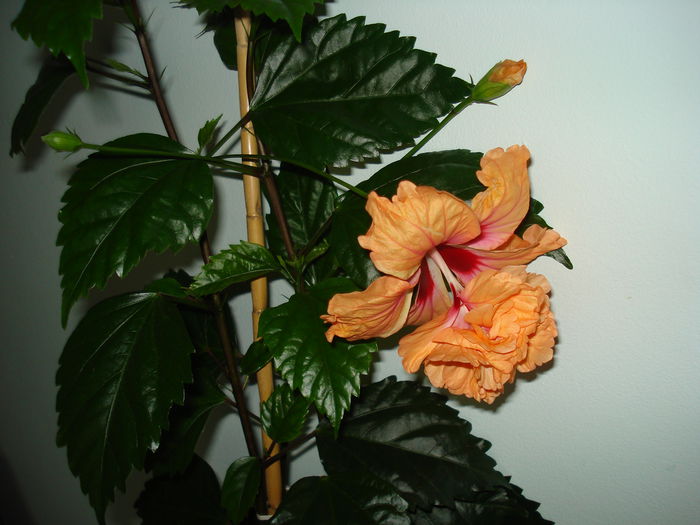 DSC01132 - Hibiscus El Capitolio Orange