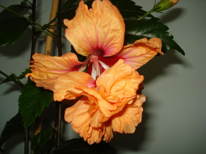 DSC01126 - Hibiscus El Capitolio Orange