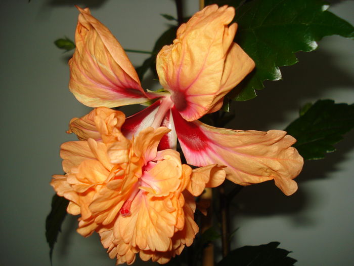 DSC01127 - Hibiscus El Capitolio Orange