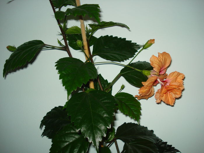 DSC01133 - Hibiscus El Capitolio Orange