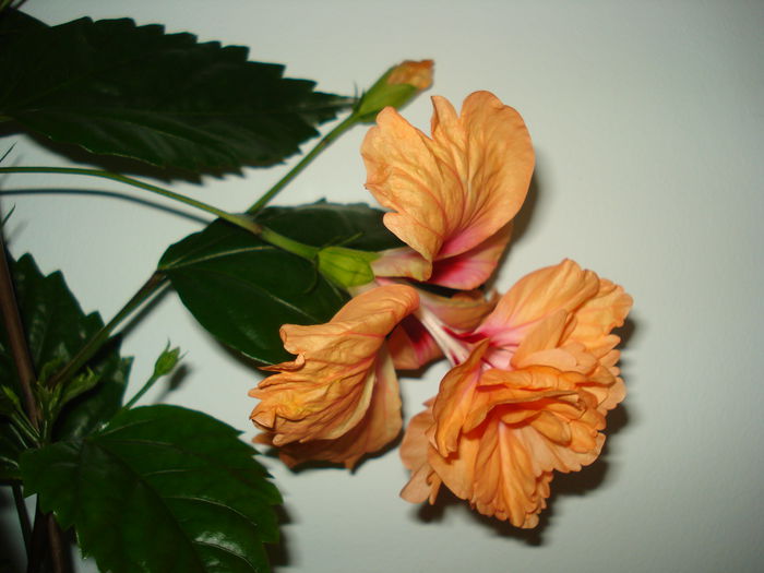 DSC01134 - Hibiscus El Capitolio Orange