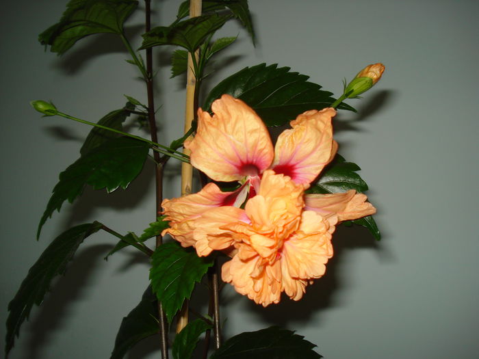 DSC01135 - Hibiscus El Capitolio Orange