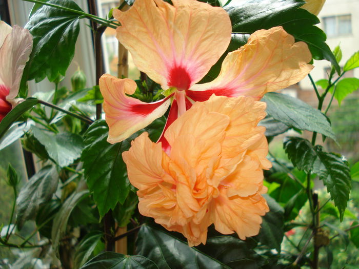 DSC01144 - Hibiscus El Capitolio Orange