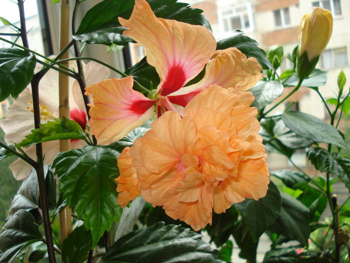 DSC01145 - Hibiscus El Capitolio Orange