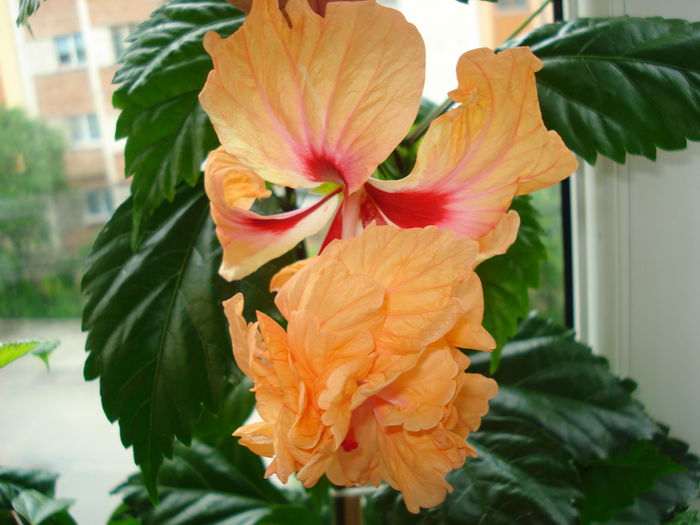 DSC01153 - Hibiscus El Capitolio Orange