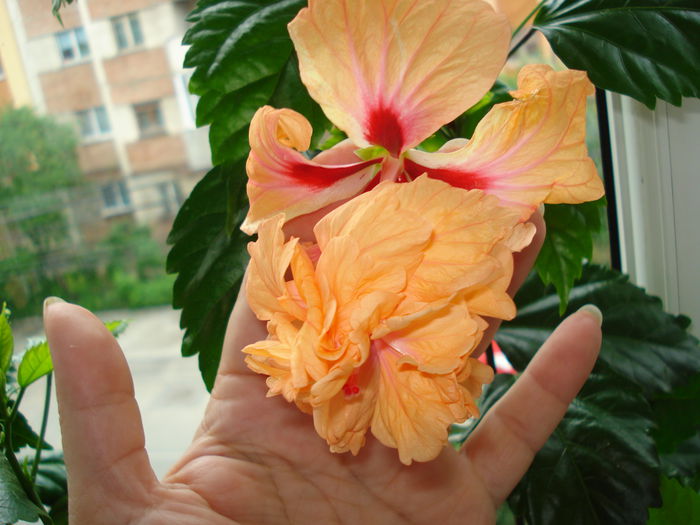 DSC01152 - Hibiscus El Capitolio Orange