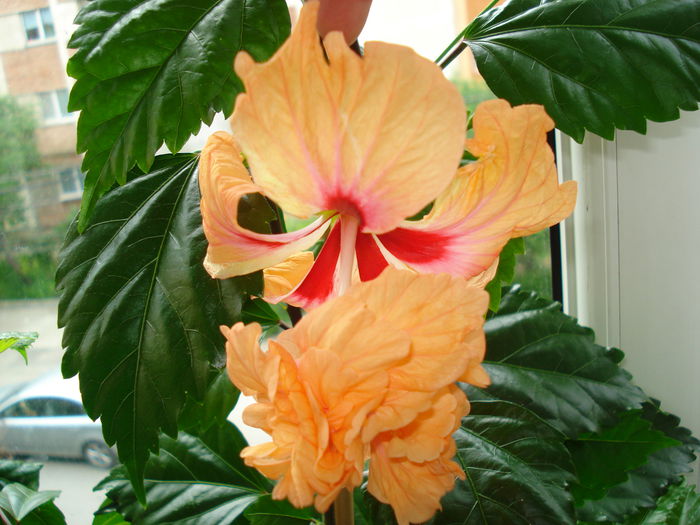 DSC01150 - Hibiscus El Capitolio Orange