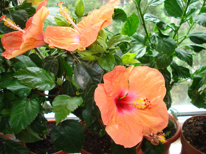 DSC01146 - FLORI 2015