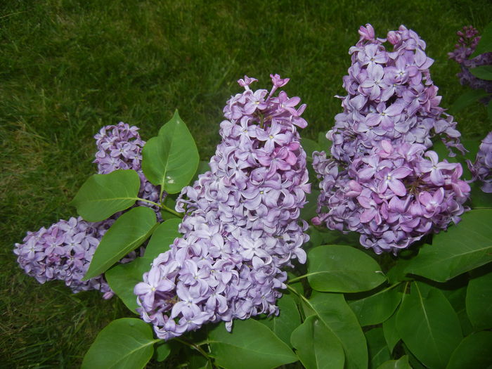 Lilac Ruhm von Horstenstein (`15,Apr.30)