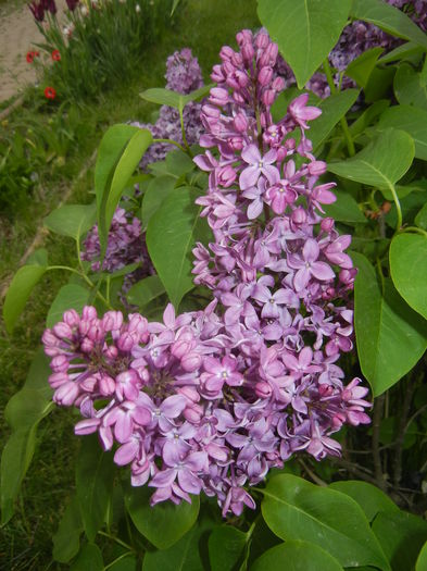 Lilac Ruhm von Horstenstein (`15,Apr.30)
