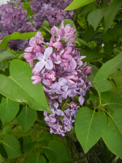 Lilac Ruhm von Horstenstein (`15,Apr.30)
