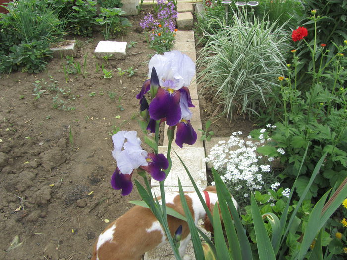IMG_0168 - Flori de gradina-2015Primavara