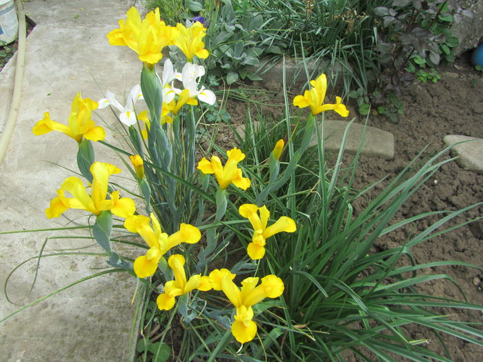 Iris holandica - Flori de gradina-2015Primavara