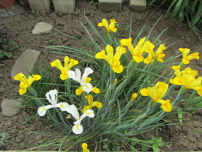 IMG_0159 - Flori de gradina-2015Primavara