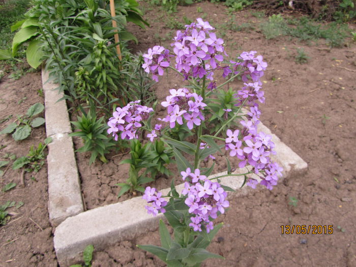 IMG_0127 - Flori de gradina-2015Primavara