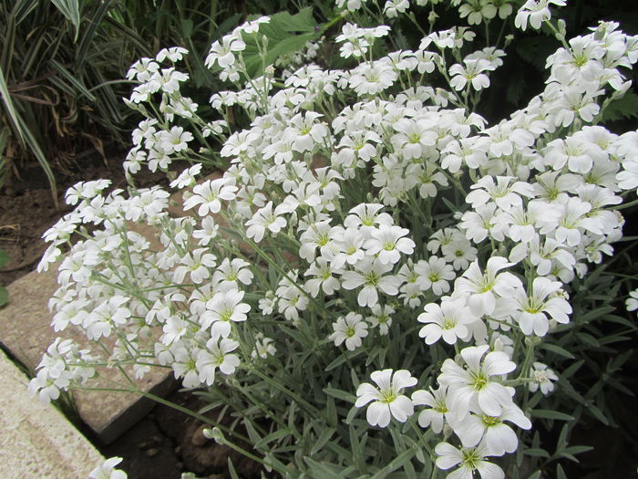 Cerastium - Flori de gradina-2015Primavara