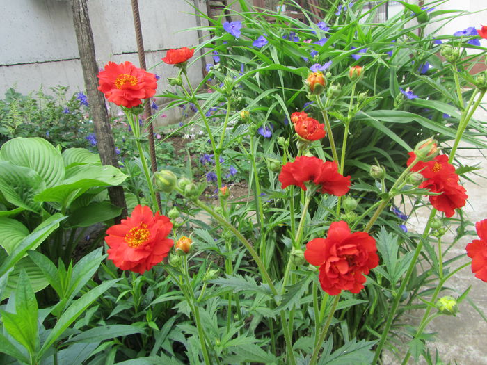 Dragonul rosu (Geum) - Flori de gradina-2015Primavara