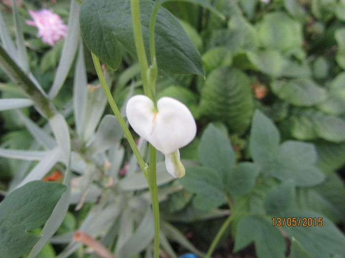 Si o dicentra alba - Flori de gradina-2015Primavara