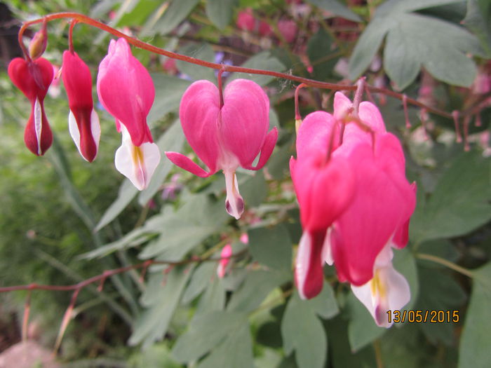 IMG_0153 - Flori de gradina-2015Primavara