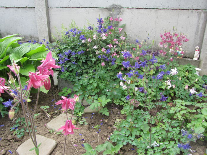 Caldaruse - Flori de gradina-2015Primavara