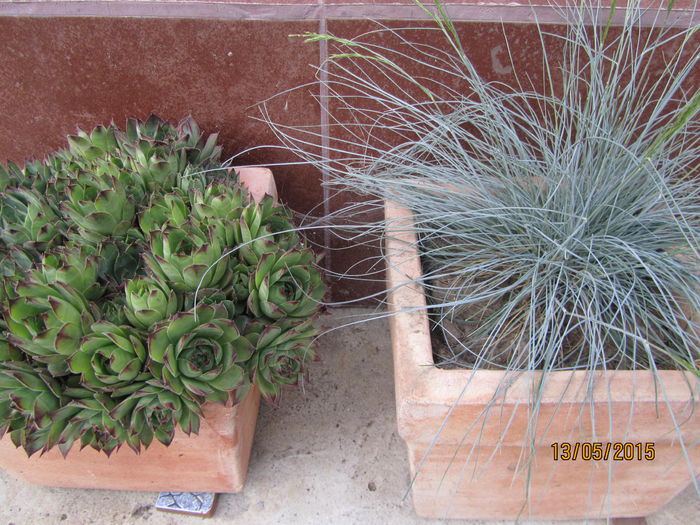 Urechelnita si iarba albastra-festuca glauca