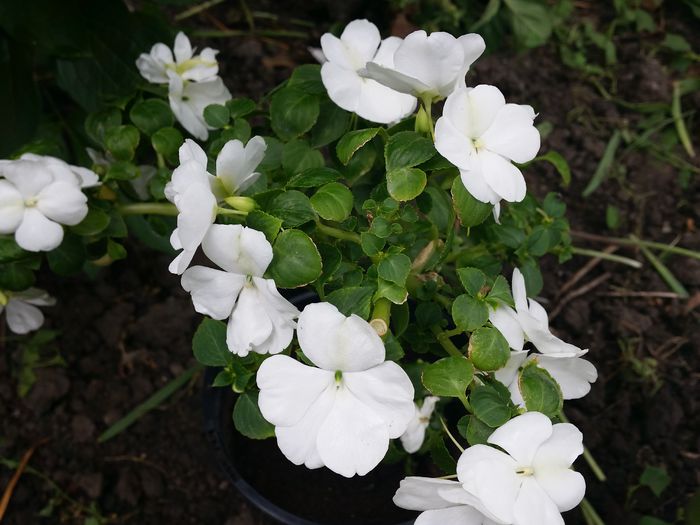 impatiens alb