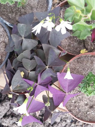 oxalis