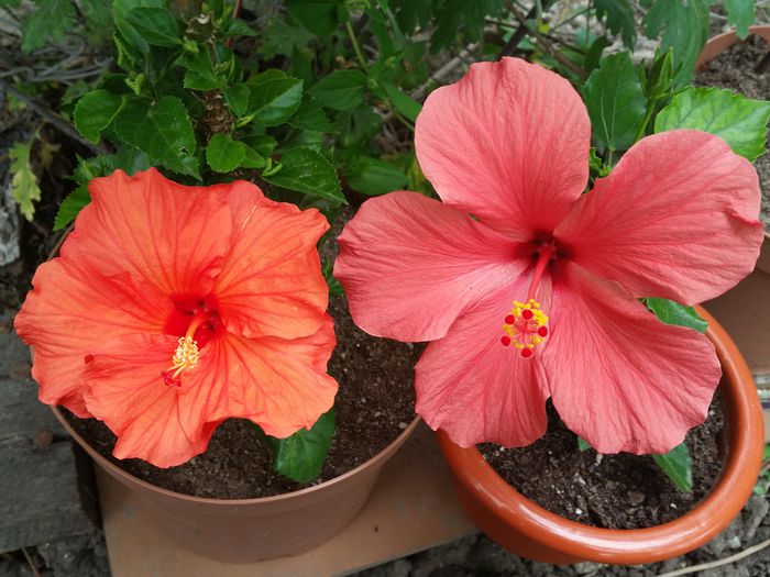  - hibiscus