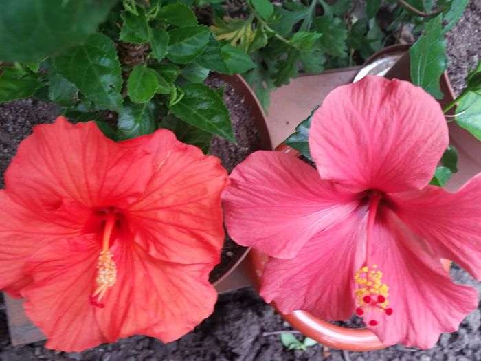  - hibiscus