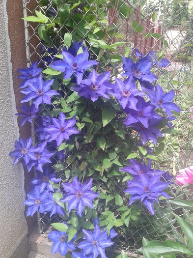 8a - clematis