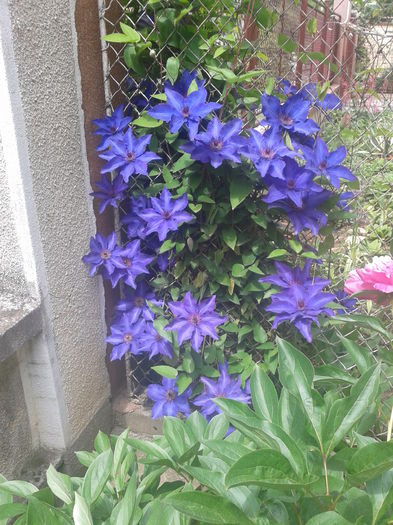 8b - clematis
