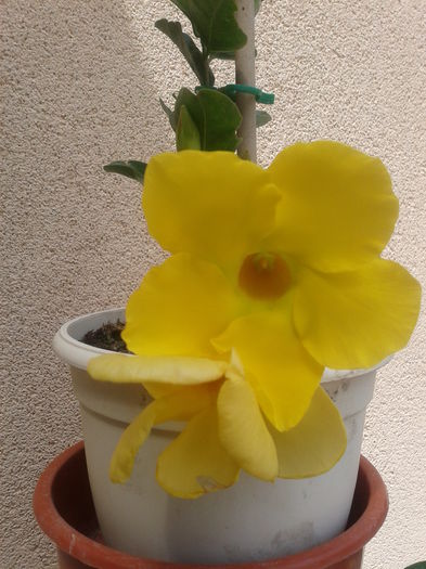 dipladenia - dipladenia