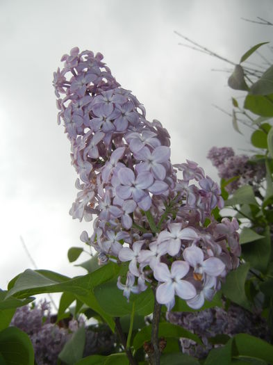 Syringa vulgaris_Lilac (2015, April 30)