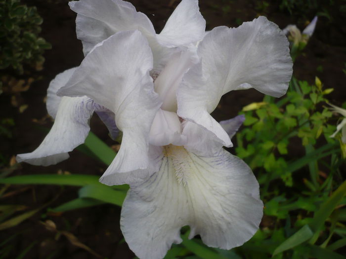 P1220157 - GRADINA 2015