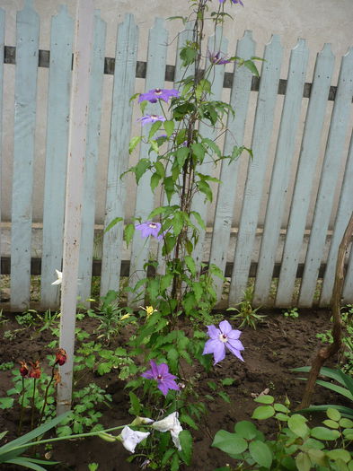 P1220158 - GRADINA 2015