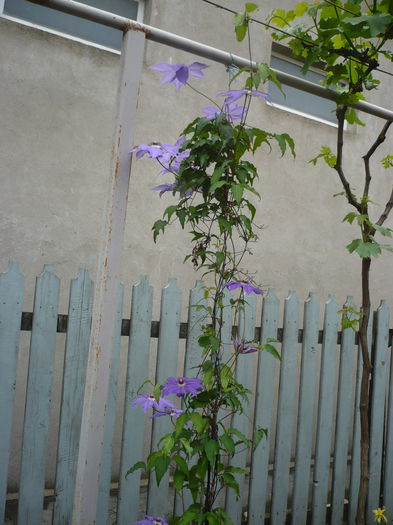 P1220159 - GRADINA 2015