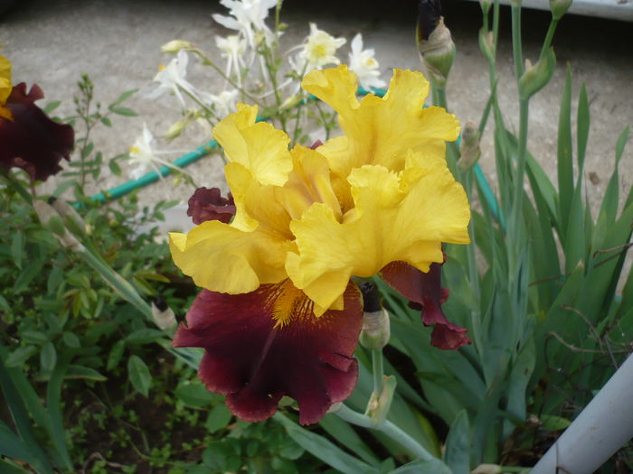 P1220161 - GRADINA 2015