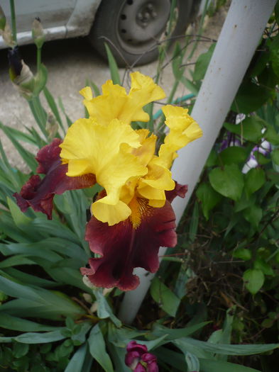 P1220162 - GRADINA 2015