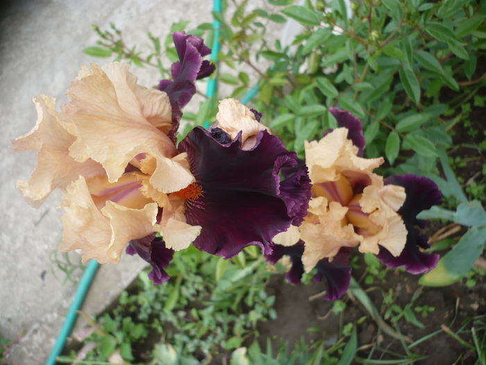 P1220163 - GRADINA 2015