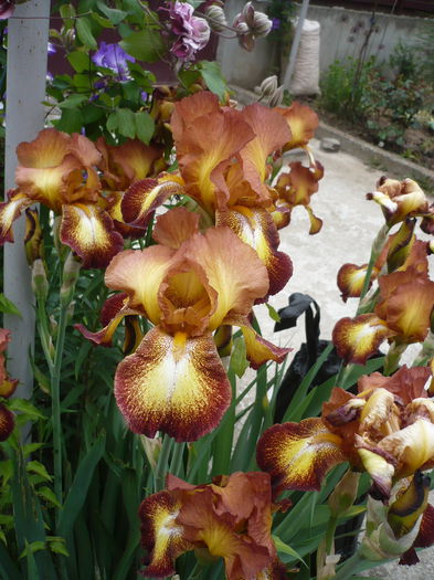 P1220165 - GRADINA 2015