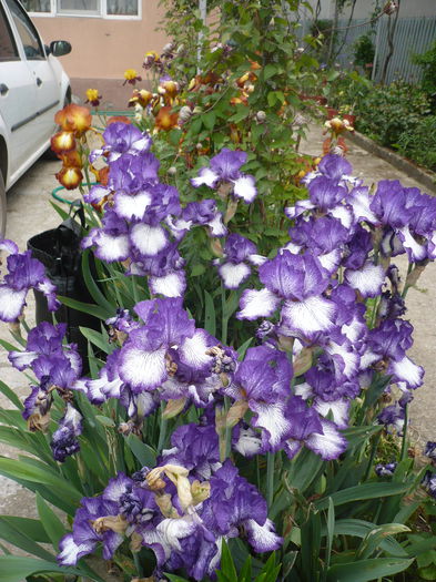 P1220168 - GRADINA 2015