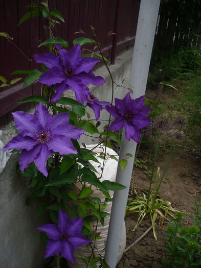 P1220169 - GRADINA 2015